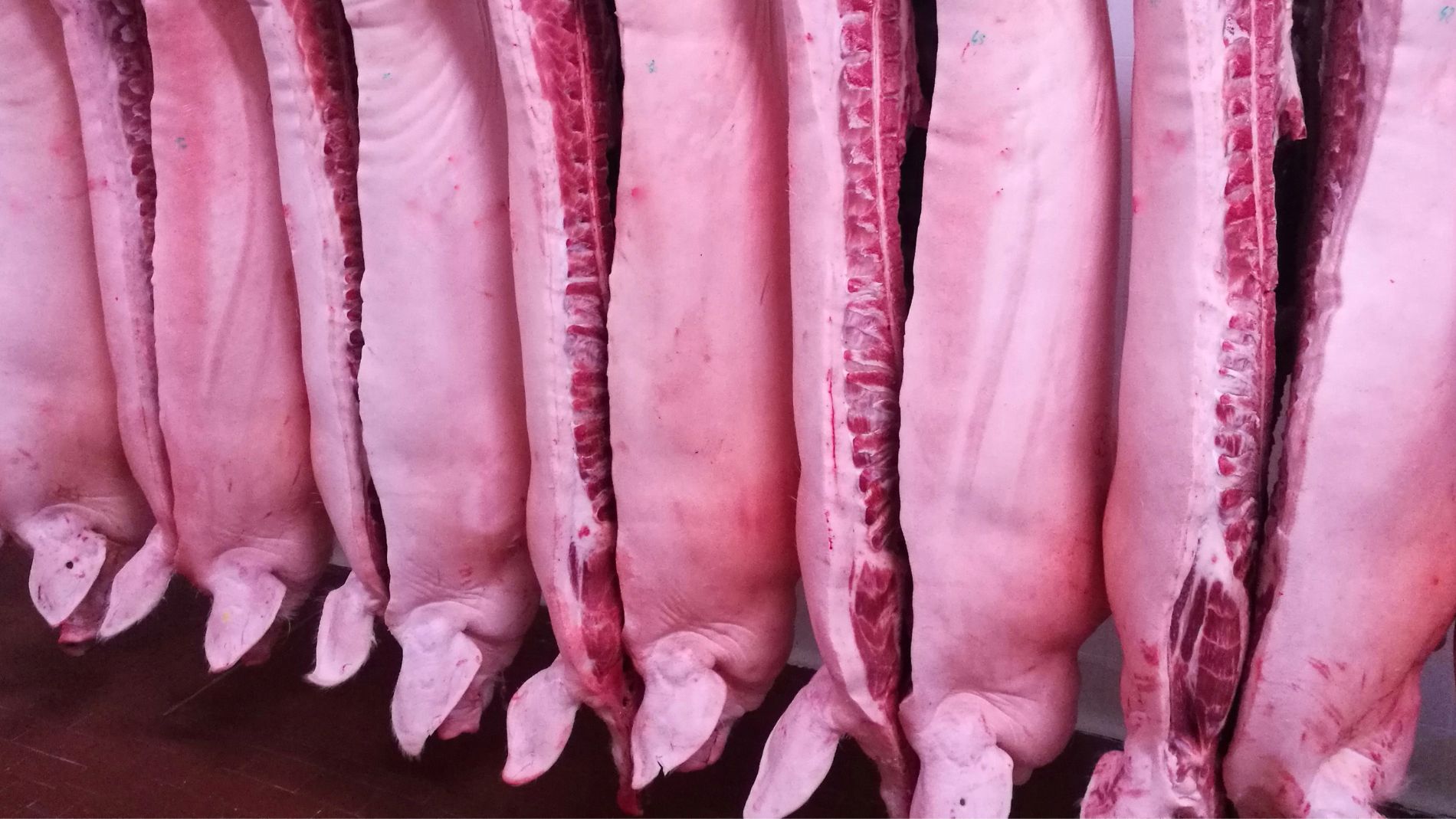 Schweinehälften hängen in einer Kühlhalle