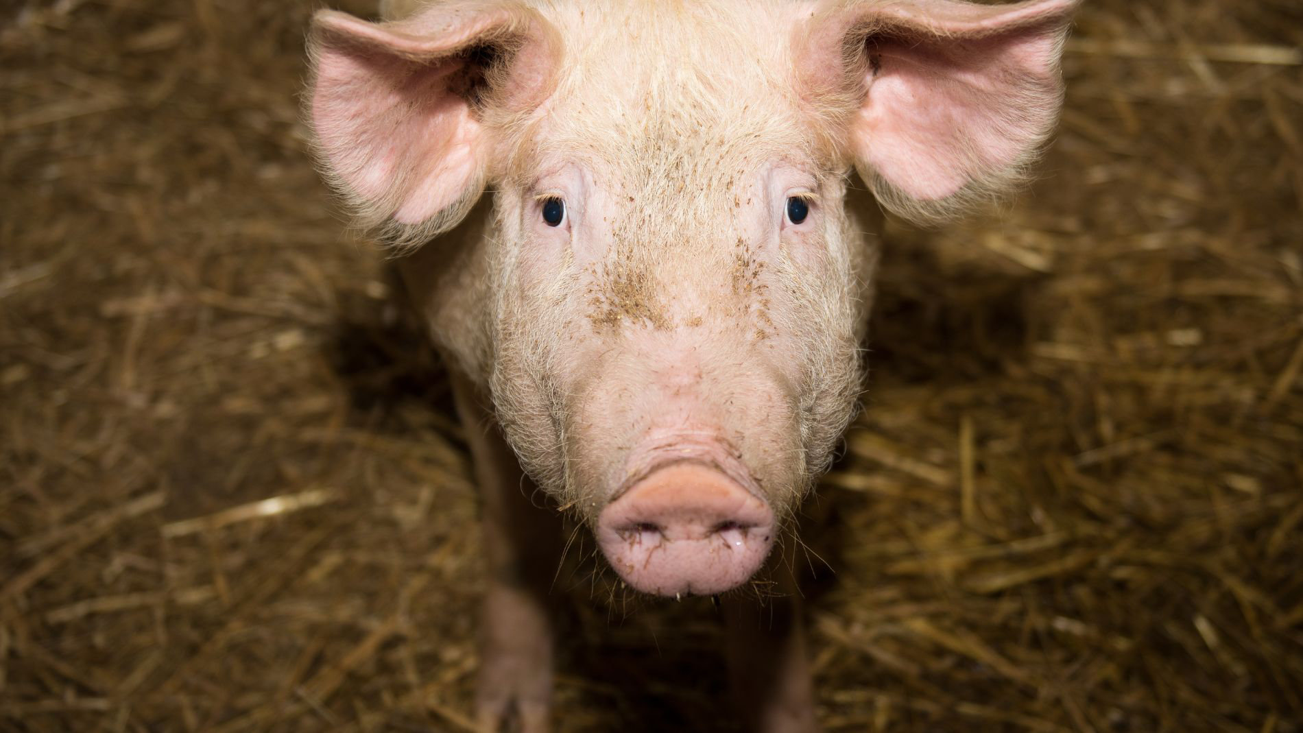 Ferkel