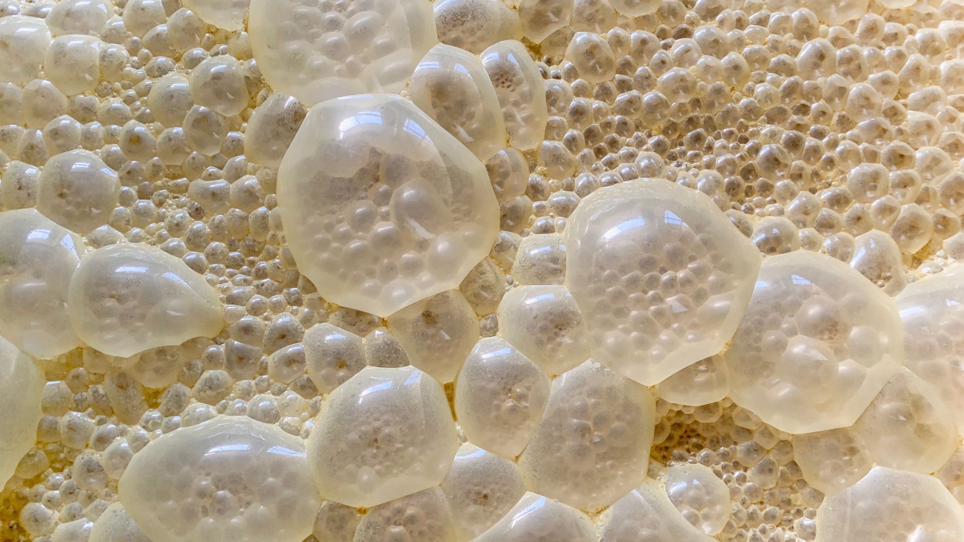 Makroaufnahme von Blasenbildung während der Fermentation