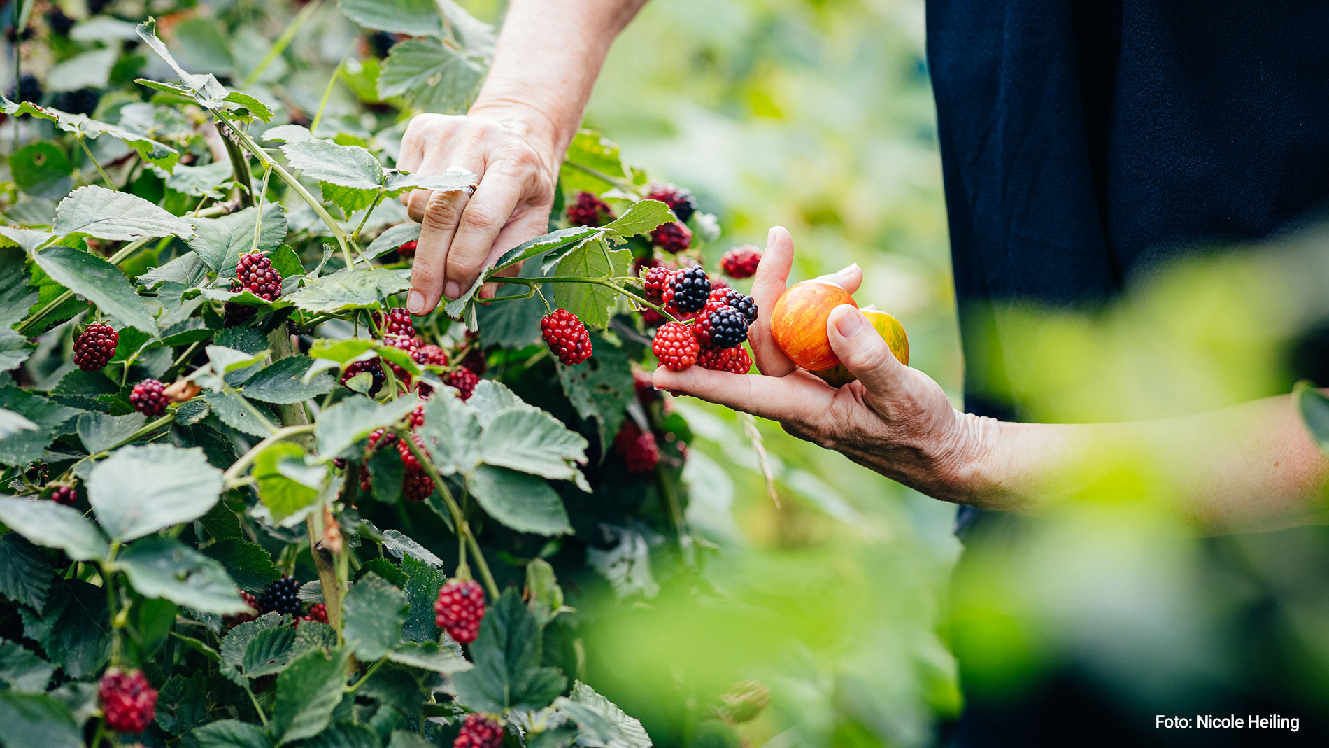 Person picking mulberries from a bush