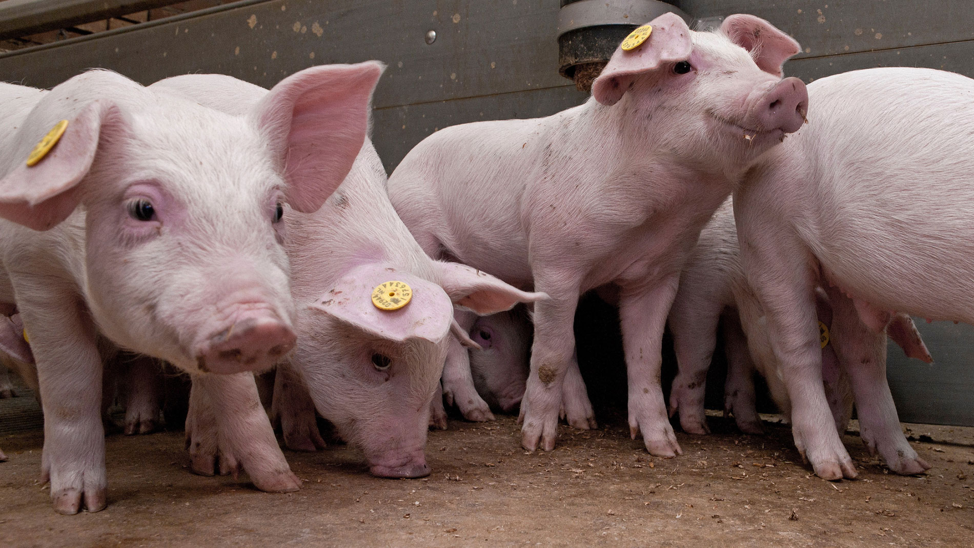 Young pigs in barn with ear tags – sustainable livestock farming on farm
