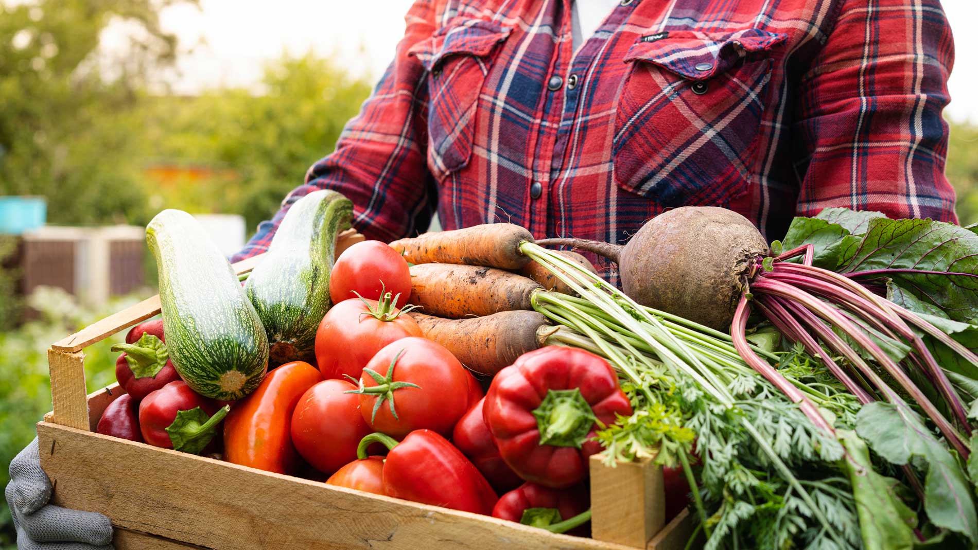 Person holding wooden crate with fresh vegetables such as tomatoes, courgettes and carrots from farm