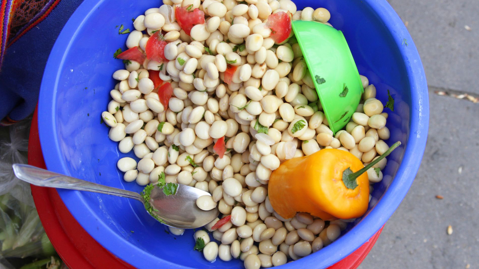 Tarwi Andenlupine in einer blauen Schüssel