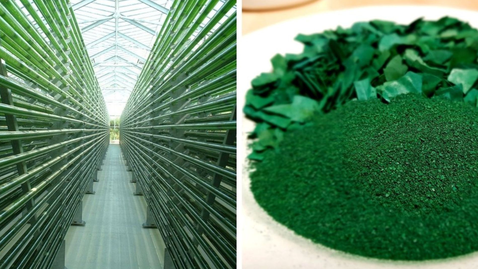 Photobioreactor and dried biomass