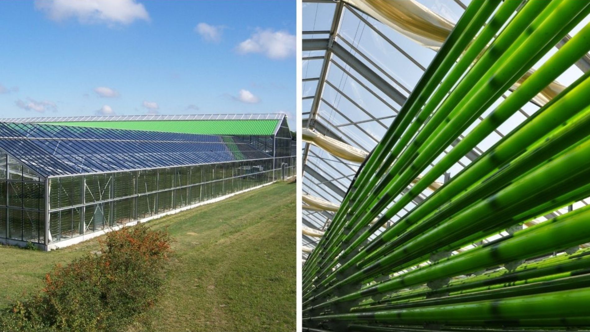 Cultivation area under glass