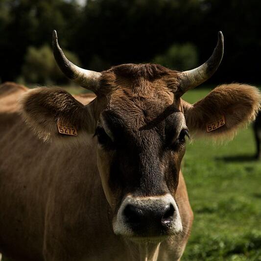 biofleischmarkt-teaser