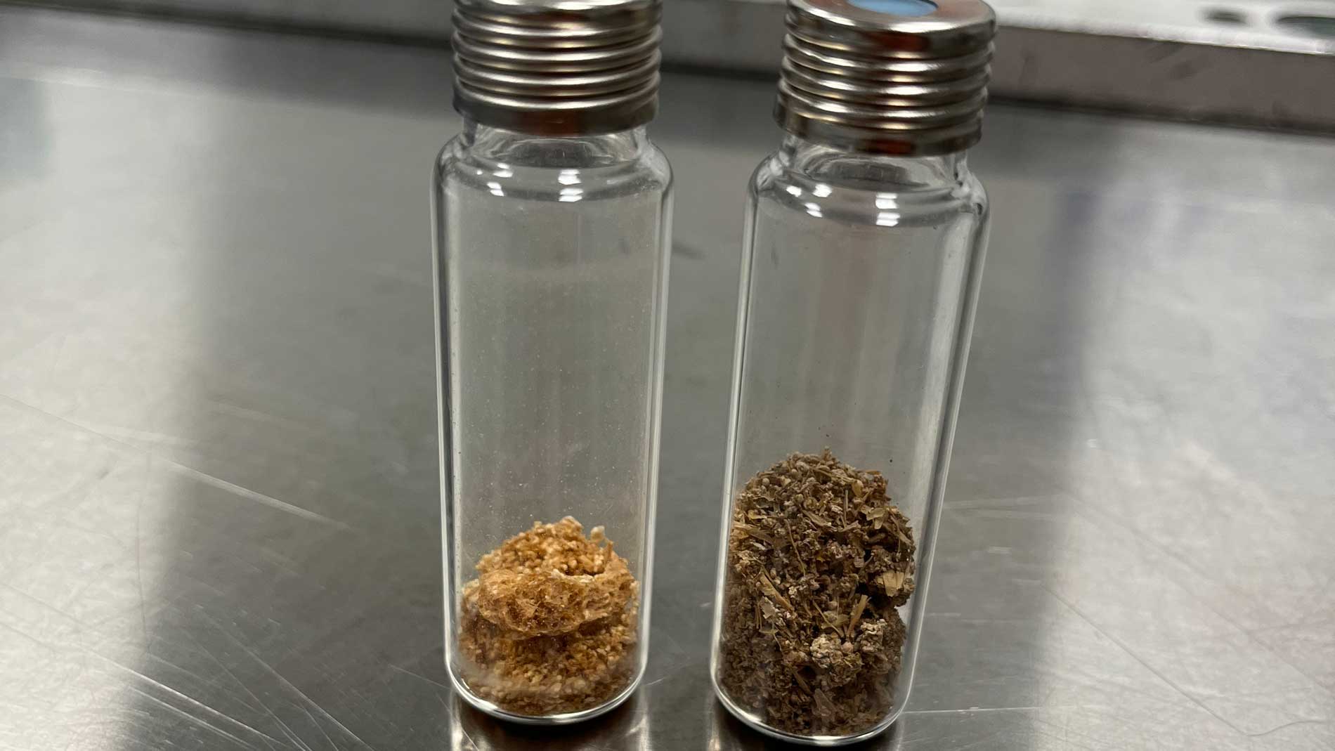 Dried mycelium samples in laboratory glass vials