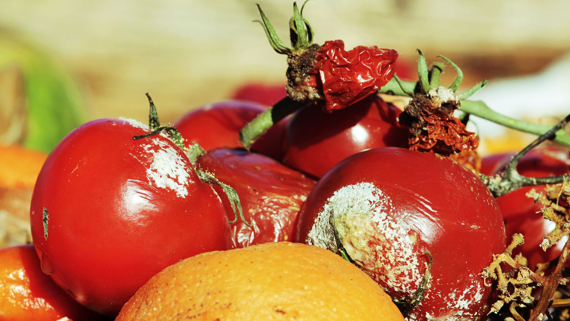 Verdorbene Tomaten und Zitrusfrüchte mit Schimmelbefall