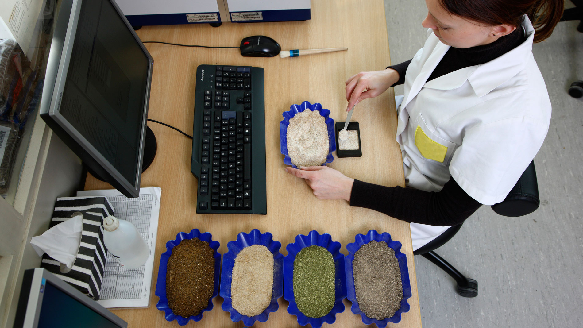 Person analysing different grain samples at desk