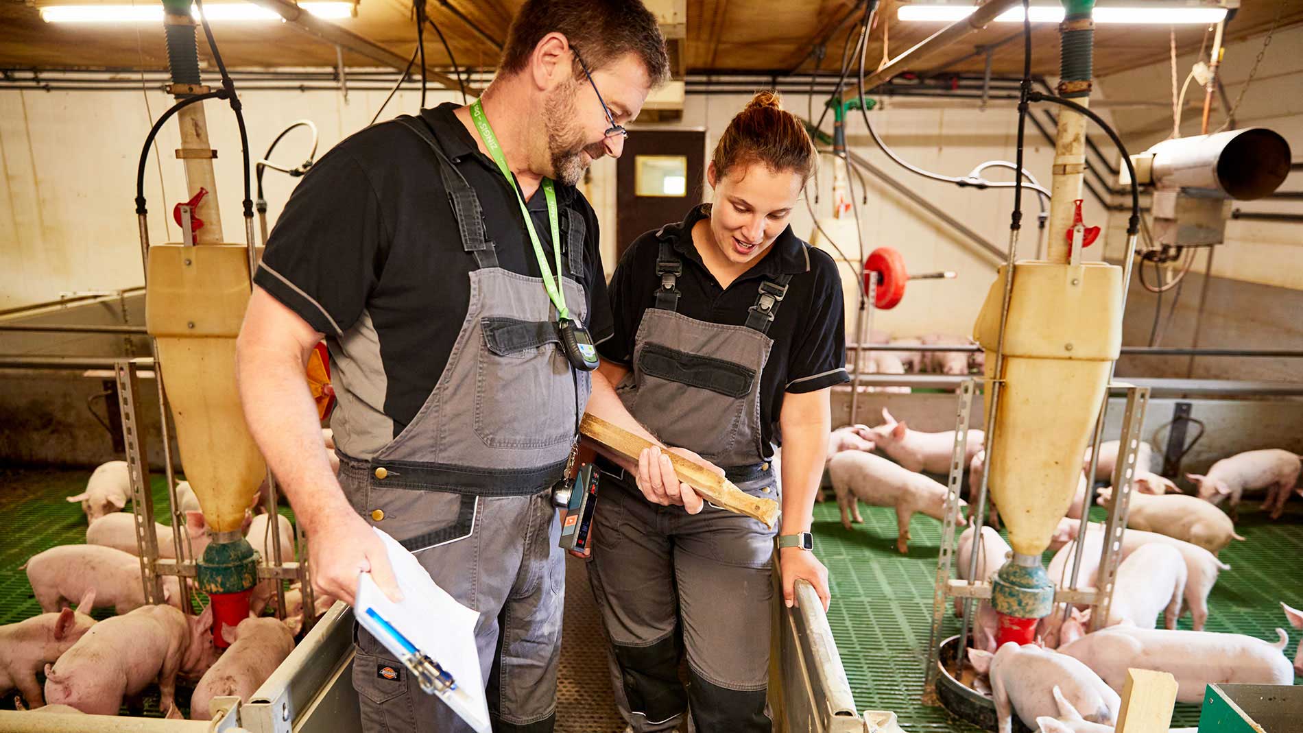 Two people working in pig farm facility