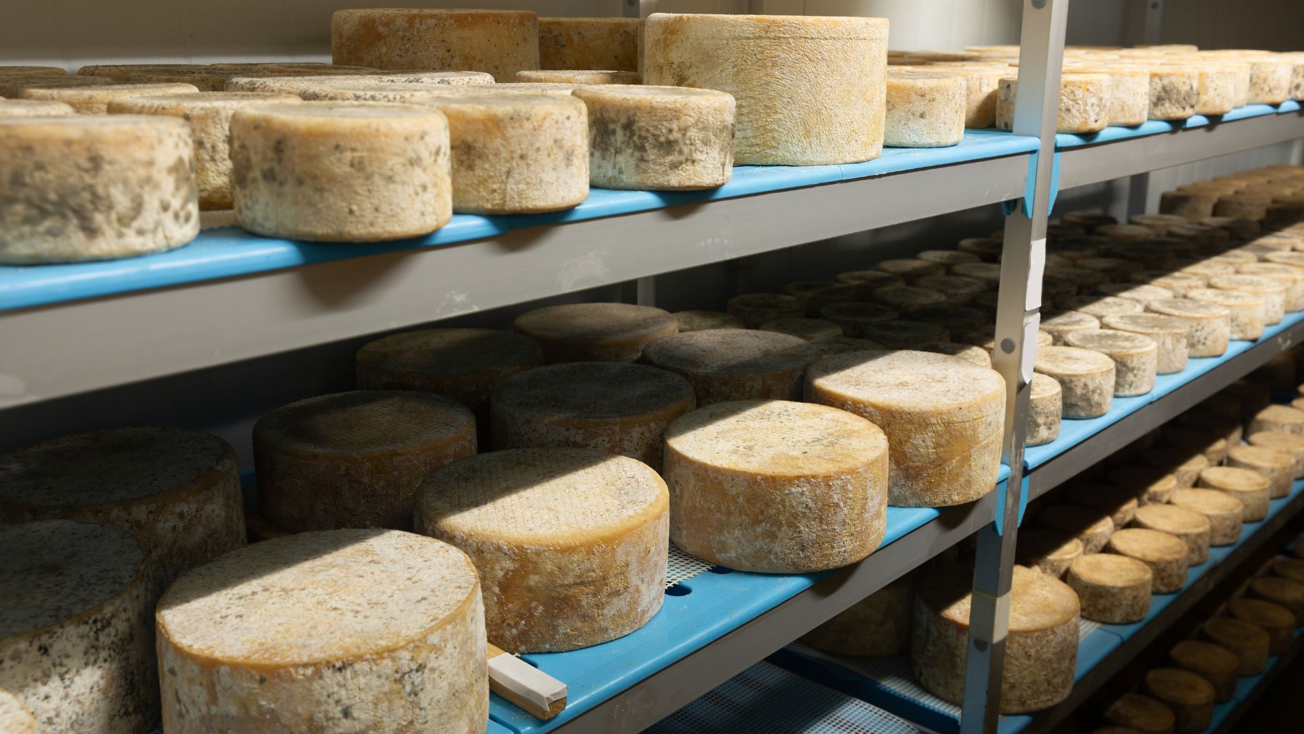 Käselaibe reifen auf Regalen in Käserei
