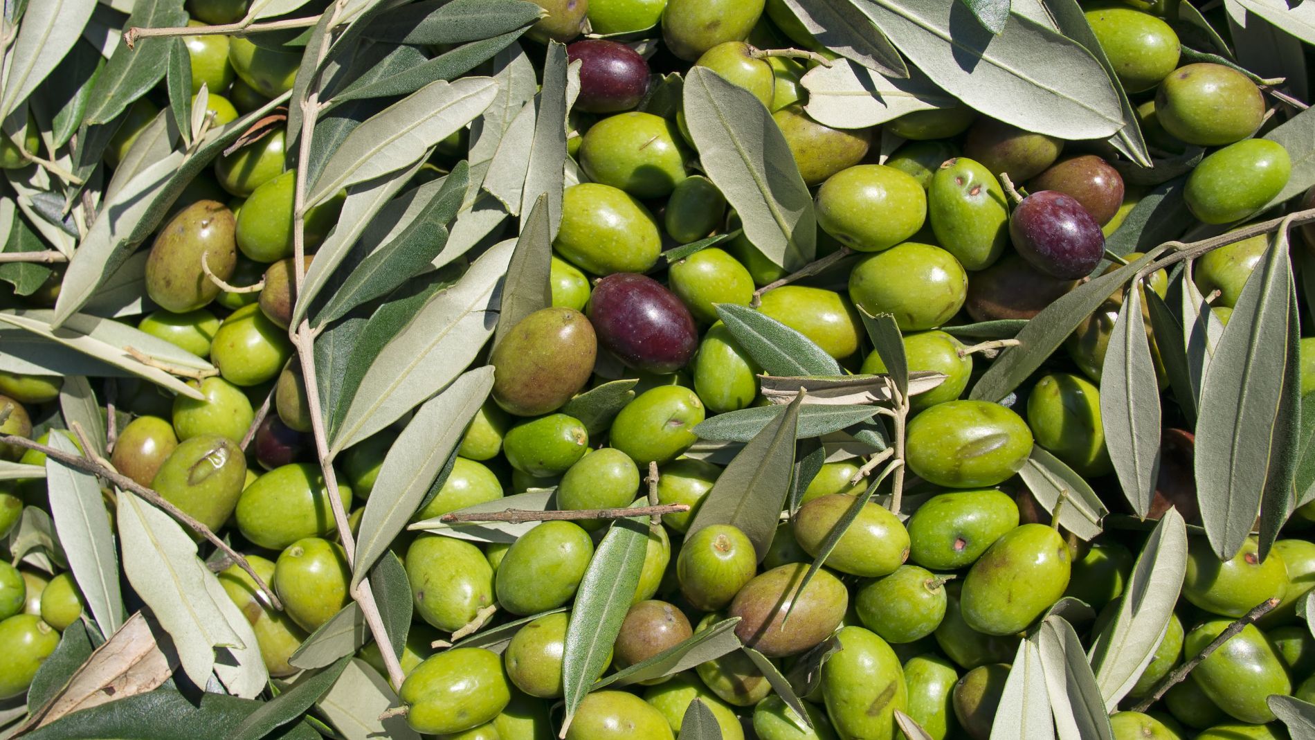 Frische grüne und schwarze Oliven mit Blättern