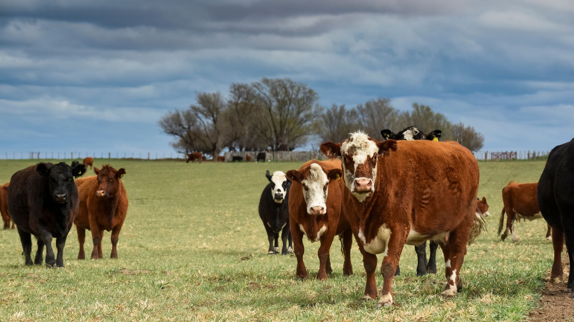 Rinderherde auf Weide unter bewölktem Himmel