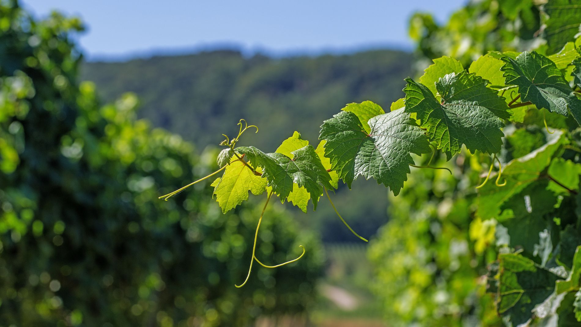 Weinreben im Weinberg bei sonnigem Wetter