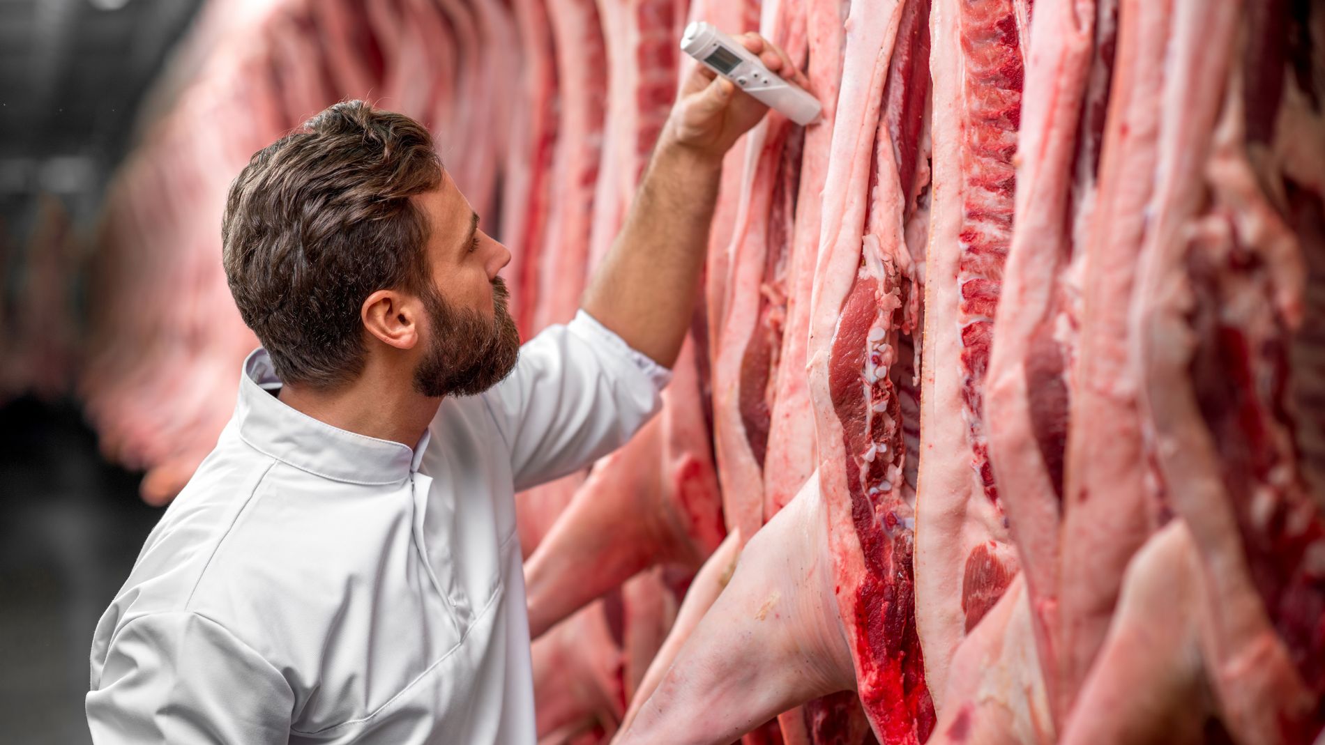 Man inspecting carcasses with device in slaughterhouse
