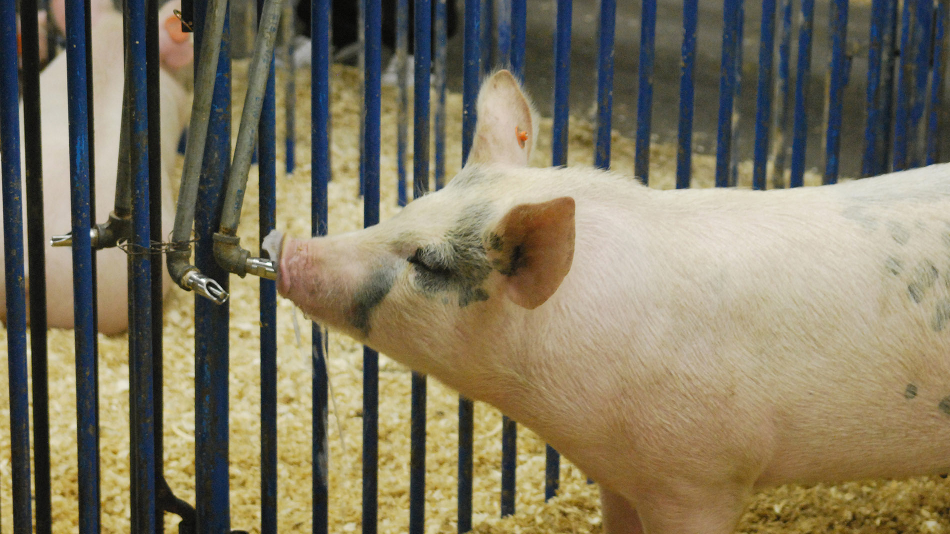 Schwein im Stall trinkt