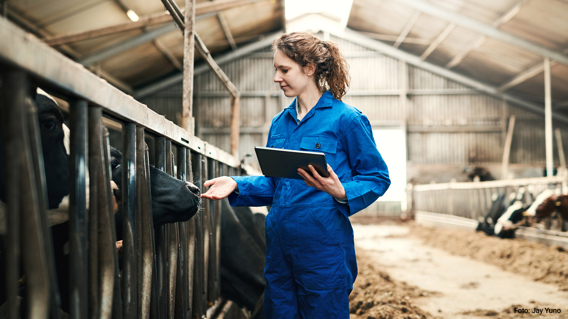 Woman in a blue overall in a cowshed