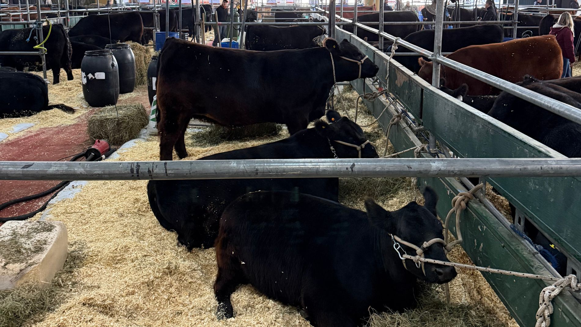 Black cows for exhibition