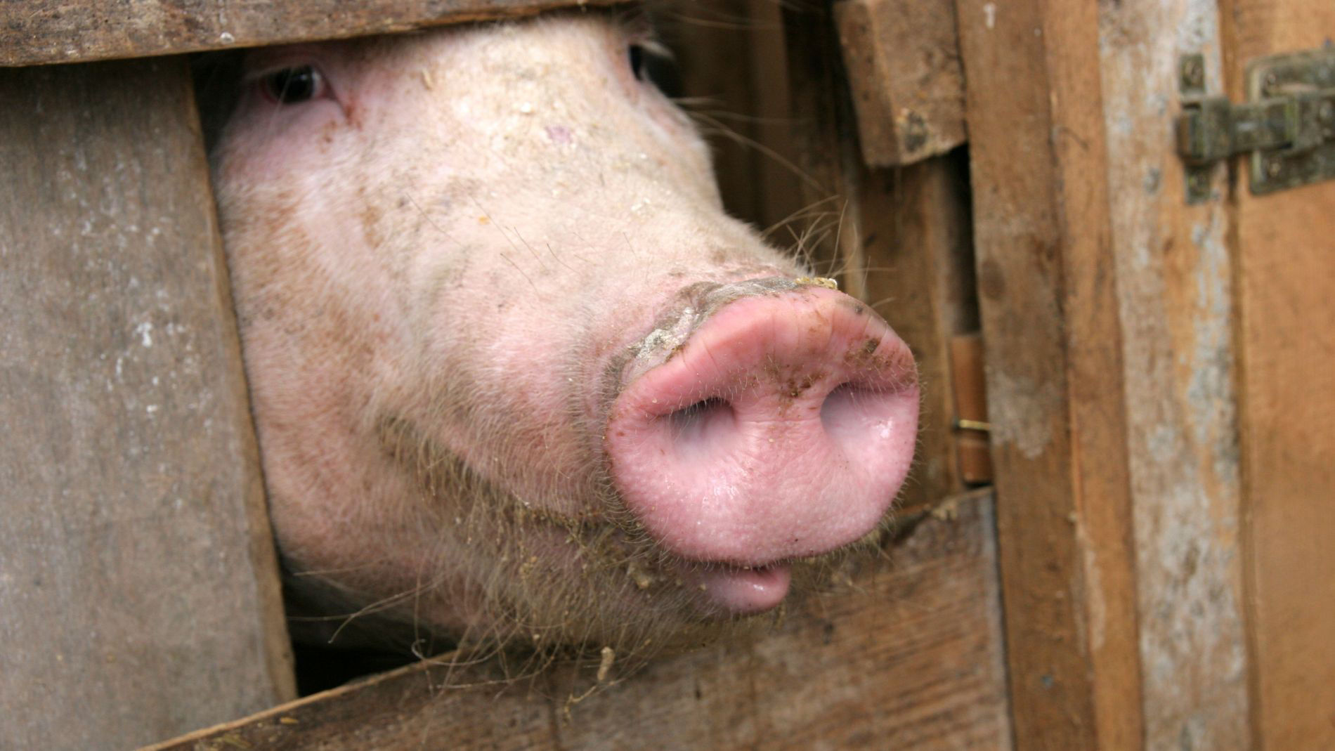 Pig sticks snout through fence