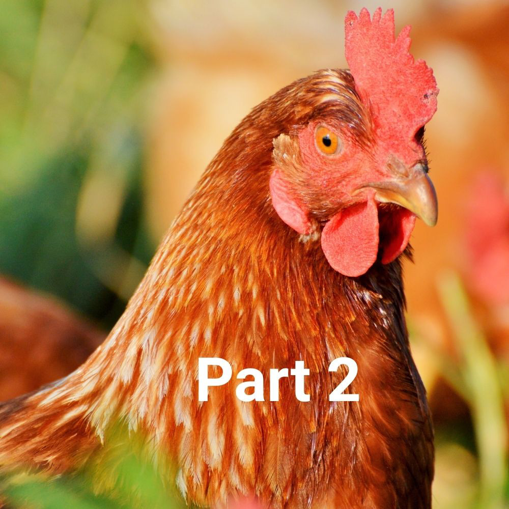 gefluegel-part2-teaser-en
