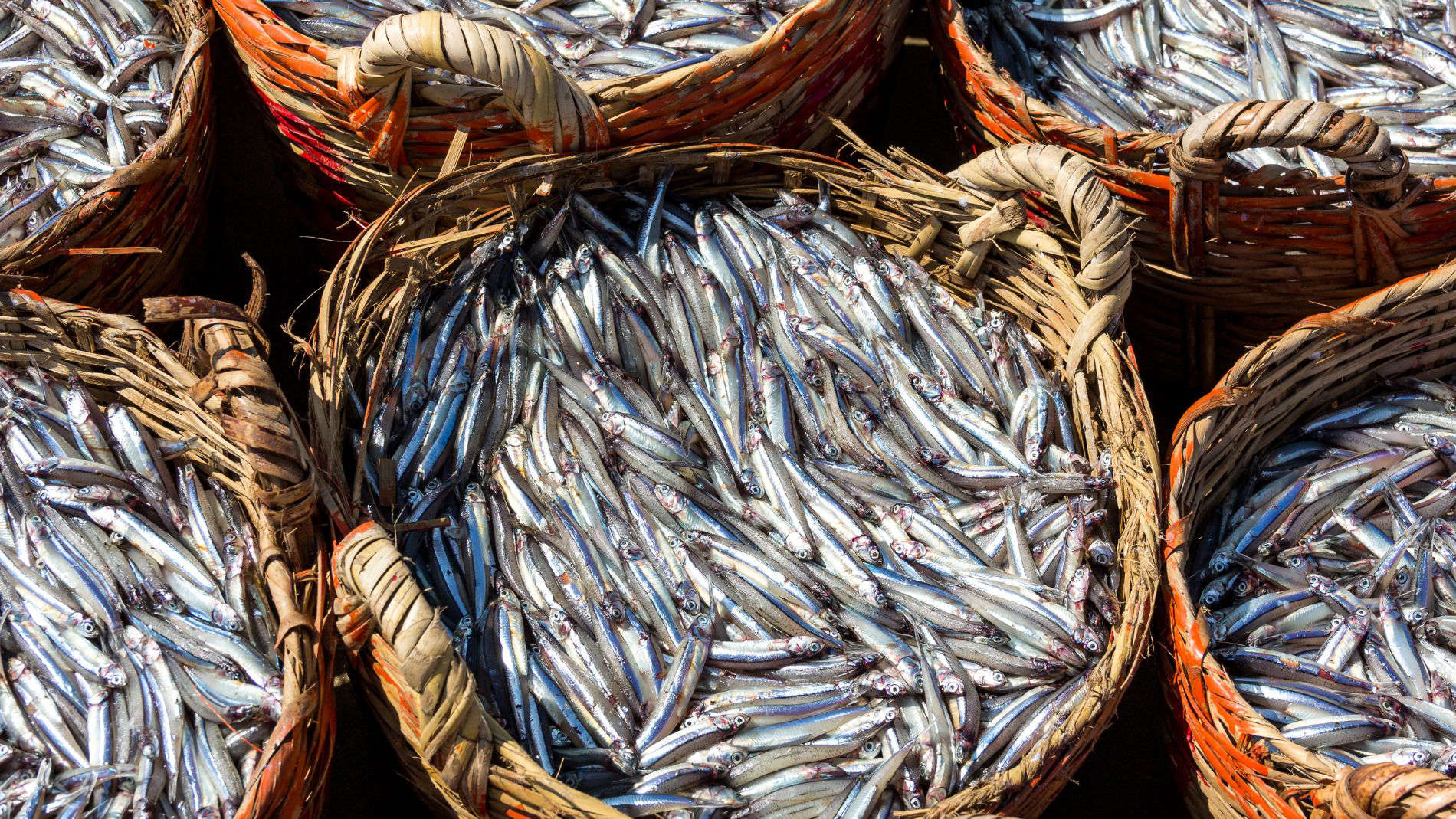 Anchoveta-Fische in Körben