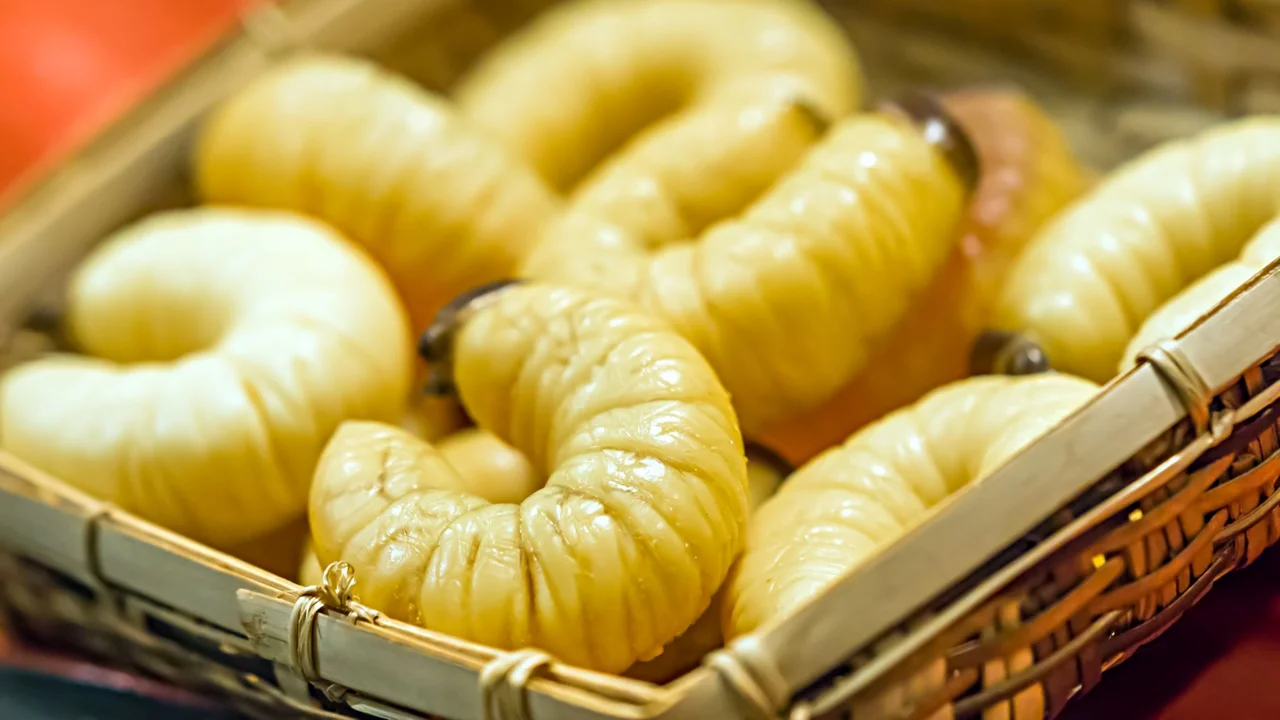 Insect Protein: Sustainable Nutrition for Feed & Food